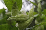 Gewöhnliche Seidenpflanze (Balgfrüchte)