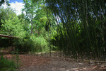 Bambusgarten