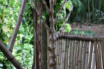 Bambusgarten
