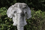 Johannes Brus - Elefantenkopf